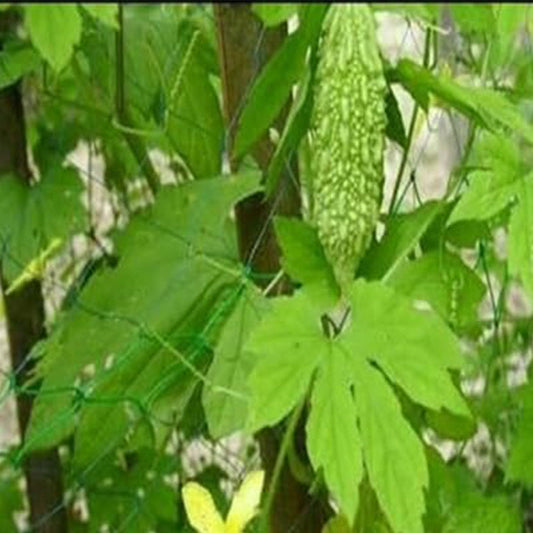 Bittergourd Vegetable Seeds