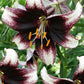 Stracciatella Event Asiatic Hybrid Lily Blooms Species Growing Bonsai Bulbs Roots Rhizomes Corms Tubers Potted Planting Reblooming Fragrant Garden Flower Seeds Plant