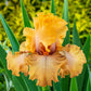 Rubenesque Bearded Iris Species Growing Bonsai Bulbs Roots Rhizomes Corms Tubers Potted Planting Reblooming Fragrant Garden Flower Seeds Plant