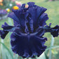 Badlands Dark Blue Bearded Iris Species Growing Bonsai Bulbs Roots Rhizomes Corms Tubers Potted Planting Reblooming Fragrant Garden Flower Seeds Plant