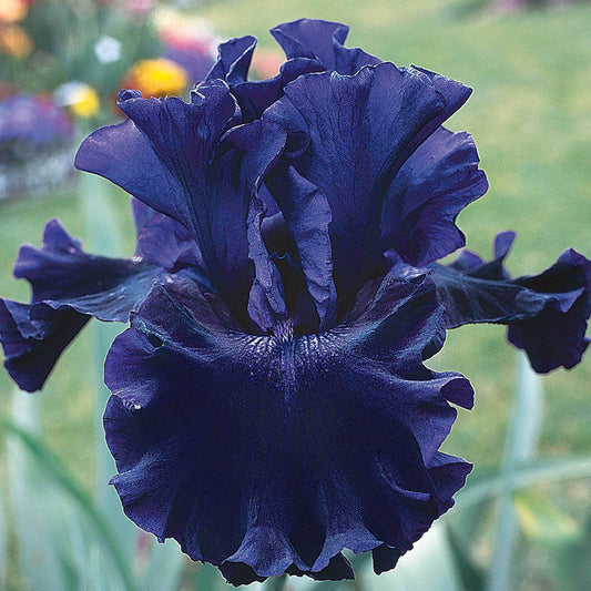 Badlands Dark Blue Bearded Iris Species Growing Bonsai Bulbs Roots Rhizomes Corms Tubers Potted Planting Reblooming Fragrant Garden Flower Seeds Plant