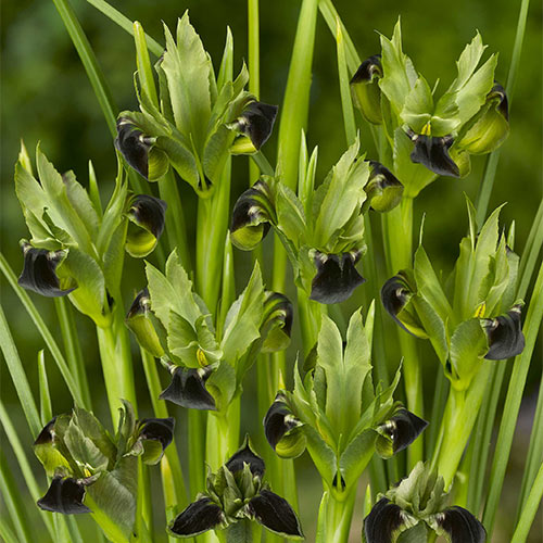 Snake's Head Iris Tantalizing Flower Form Plants Multiply Rapidly Beauty Iris Bulbs Home Balcony Bonsai Garden Flower Seeds Plant