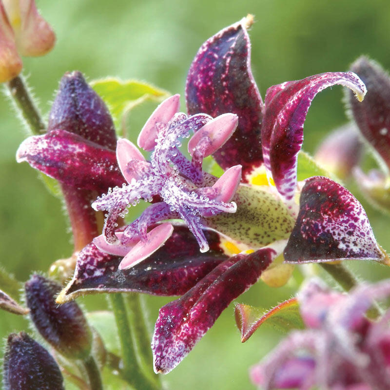 Raspberry Mousse Toad Lily Blooms Species Growing Bonsai Bulbs Roots Rhizomes Corms Tubers Potted Planting Reblooming Fragrant Garden Flower Seeds Plant