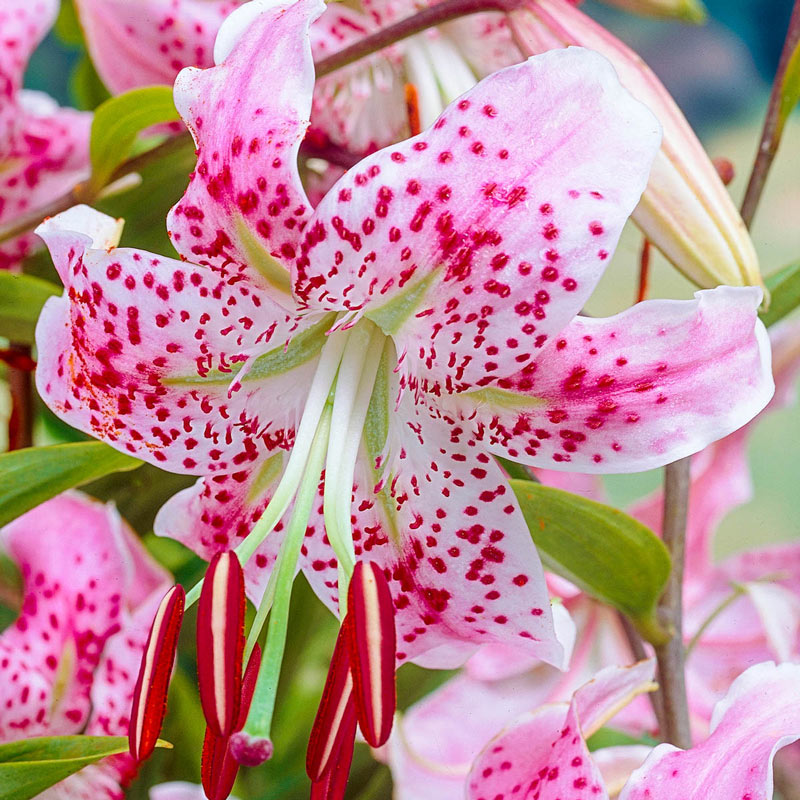 Uchida Lily Blooms Species Growing Bonsai Bulbs Roots Rhizomes Corms Tubers Potted Planting Reblooming Fragrant Garden Flower Seeds Plant