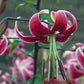 Scheherazade Orienpet Hybrid Lily Blooms Species Growing Bonsai Bulbs Roots Rhizomes Corms Tubers Potted Planting Reblooming Fragrant Garden Flower Seeds Plant