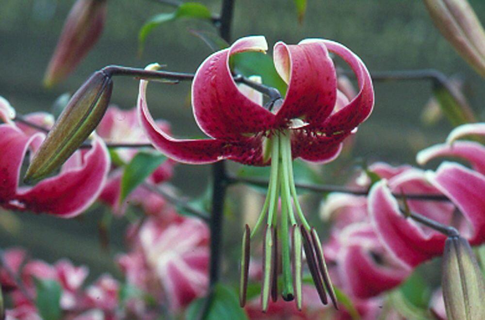 Scheherazade Orienpet Hybrid Lily Blooms Species Growing Bonsai Bulbs Roots Rhizomes Corms Tubers Potted Planting Reblooming Fragrant Garden Flower Seeds Plant