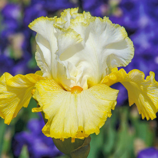 Better Than Butter Bearded Iris Species Growing Bonsai Bulbs Roots Rhizomes Corms Tubers Potted Planting Reblooming Fragrant Garden Flower Seeds Plant
