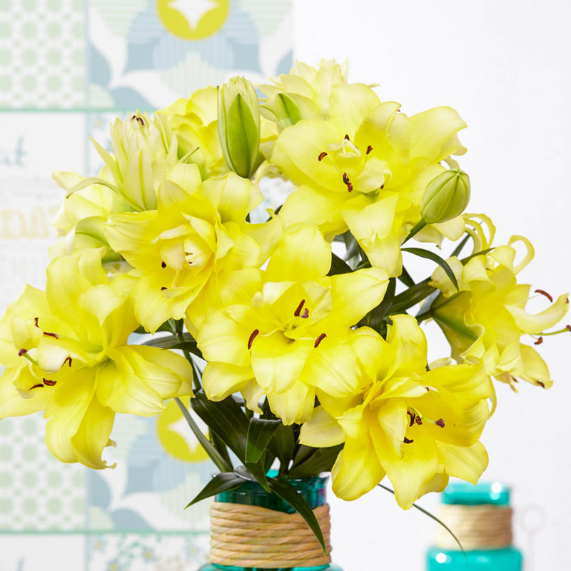 Exotic Sun Double Flowered Lily Tree Lily Blooms Species Growing Bonsai Bulbs Roots Rhizomes Corms Tubers Potted Planting Reblooming Fragrant Garden Flower Seeds Plant