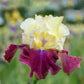 Summer Fiesta Bearded Iris Species Growing Bonsai Bulbs Roots Rhizomes Corms Tubers Potted Planting Reblooming Fragrant Garden Flower Seeds Plant