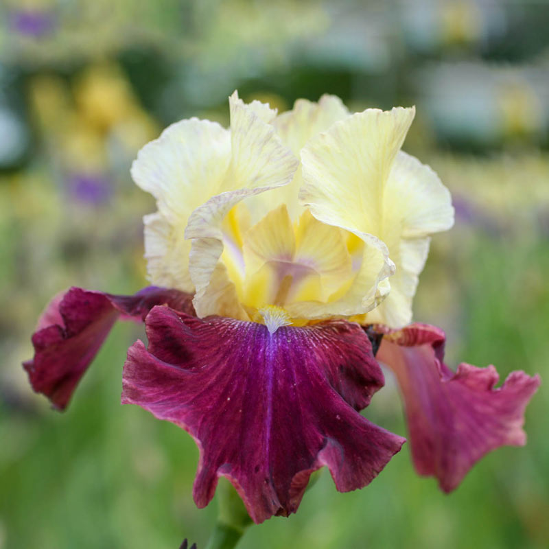 Summer Fiesta Bearded Iris Species Growing Bonsai Bulbs Roots Rhizomes Corms Tubers Potted Planting Reblooming Fragrant Garden Flower Seeds Plant
