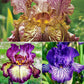 Tie-Dye Iris Collection Groovy Patterns  Reblooming Bearded Fragrant Flowers Bonsai Easy Grow Spring Blooming