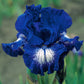 Starwoman Bearded Iris Species Growing Bonsai Bulbs Roots Rhizomes Corms Tubers Potted Planting Reblooming Fragrant Garden Flower Seeds Plant