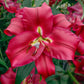 Touchstone Lily Blooms Species Growing Bonsai Bulbs Roots Rhizomes Corms Tubers Potted Planting Reblooming Fragrant Garden Flower Seeds Plant