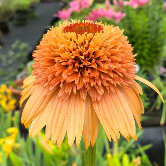 Double Orange Coneflower Seeds - Rare Hardy Perennial Pollinator Flower