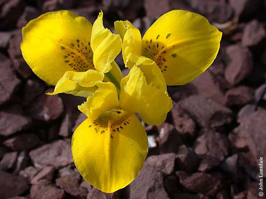 Reticulata Irises Iris Reticulata Var Bakeriana Bearded Iris Species Growing Bonsai Bulbs Roots Rhizomes Corms Tubers Potted Planting Reblooming Fragrant Garden Flower Seeds Plant