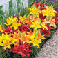 Sunset Carpet Border Lily Mixture Lily Blooms Species Growing Bonsai Bulbs Roots Rhizomes Corms Tubers Potted Planting Reblooming Fragrant Garden Flower Seeds Plant