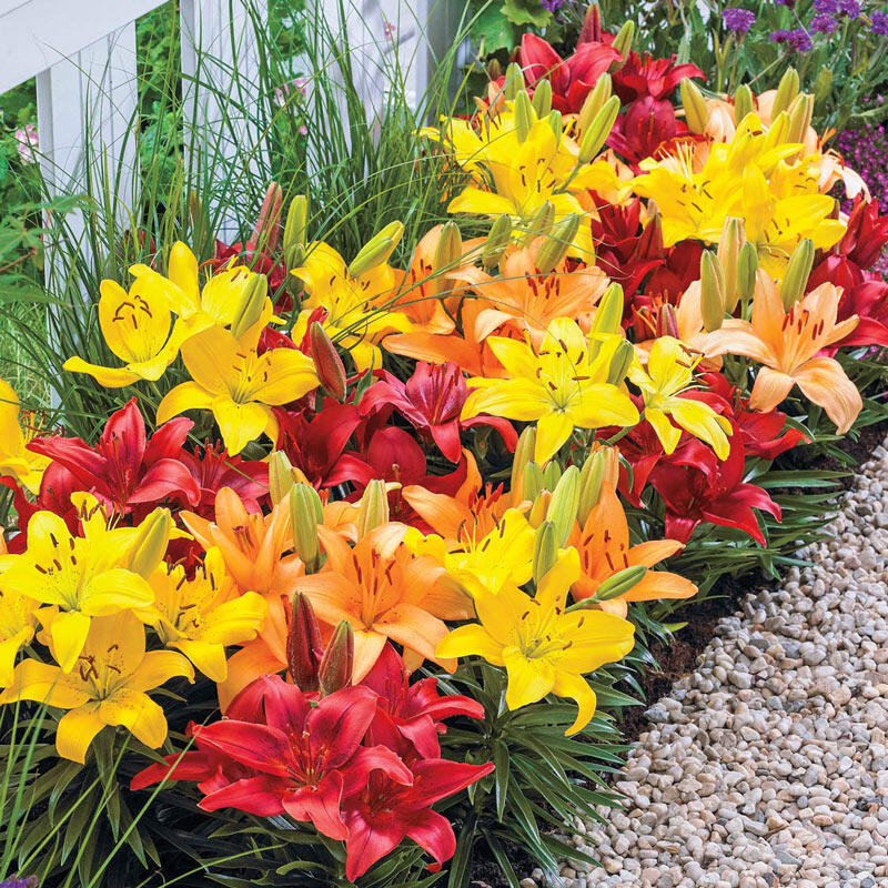 Sunset Carpet Border Lily Mixture Lily Blooms Species Growing Bonsai Bulbs Roots Rhizomes Corms Tubers Potted Planting Reblooming Fragrant Garden Flower Seeds Plant