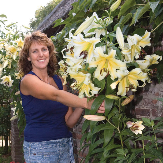 Belcastro Lily Tree Lily Blooms Species Growing Bonsai Bulbs Roots Rhizomes Corms Tubers Potted Planting Reblooming Fragrant Garden Flower Seeds Plant