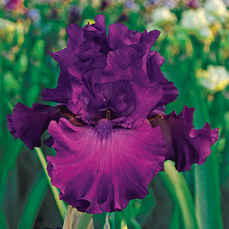 Swingtown Fragrant Bearded Iris Species Growing Bonsai Bulbs Roots Rhizomes Corms Tubers Potted Planting Reblooming Garden Flower Seeds Plant