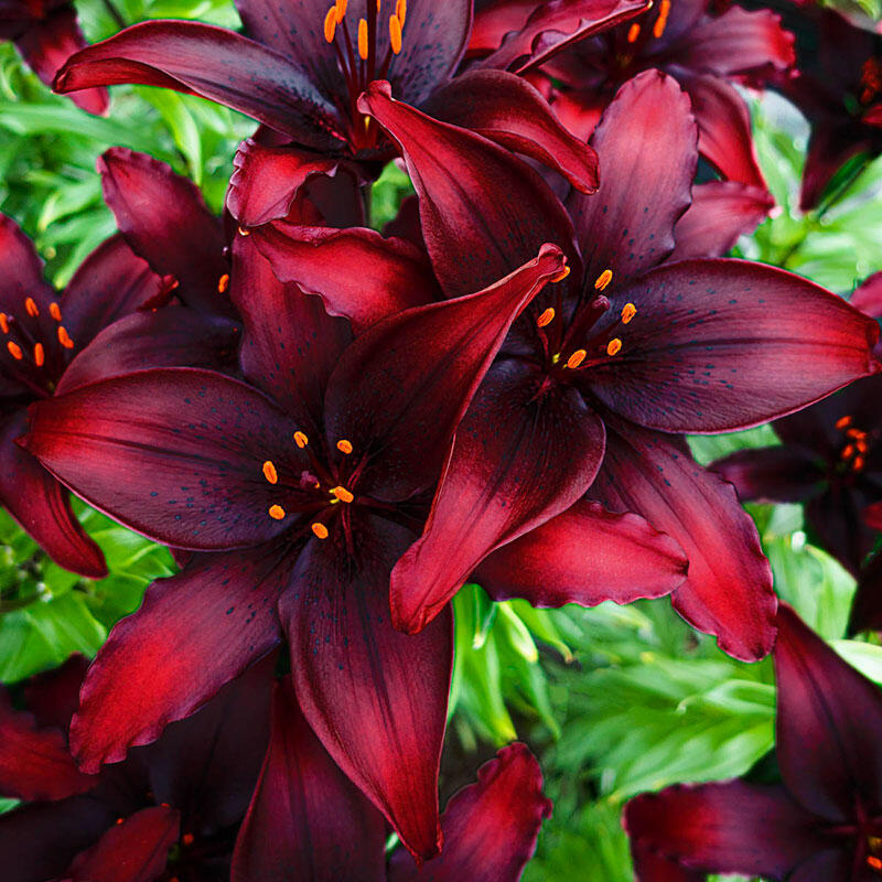 Blacklist Lily Blooms Species Growing Bonsai Bulbs Roots Rhizomes Corms Tubers Potted Planting Reblooming Fragrant Garden Flower Seeds Plant