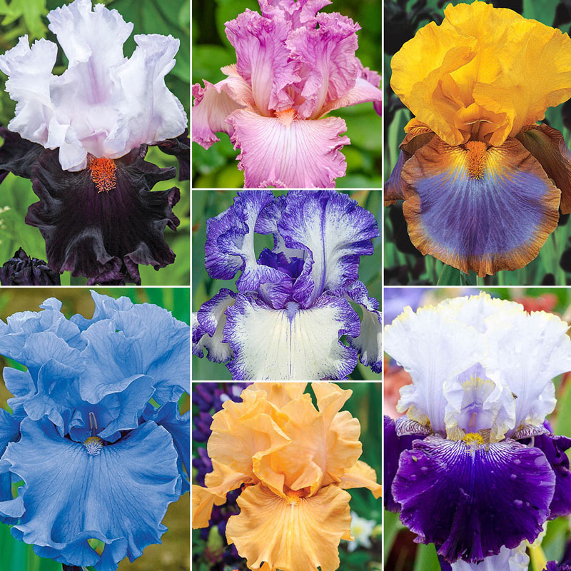Seedsplant's® Rainbow Collection Bearded Iris Species Growing Bonsai Bulbs Roots Rhizomes Corms Tubers Potted Planting Reblooming Fragrant Garden Flower Seeds Plant