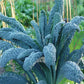 Kale, Lacinato