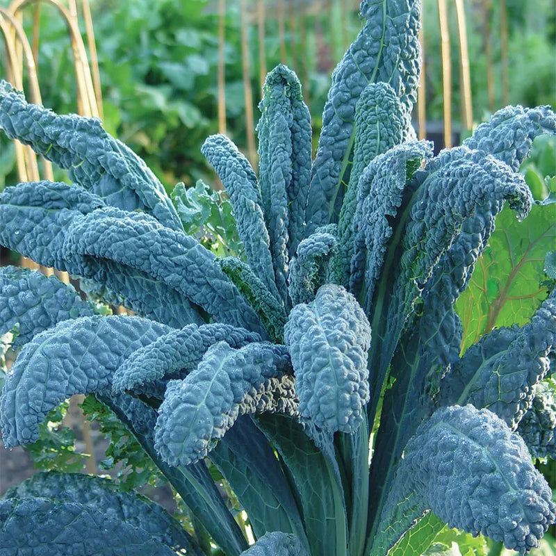 Kale, Lacinato