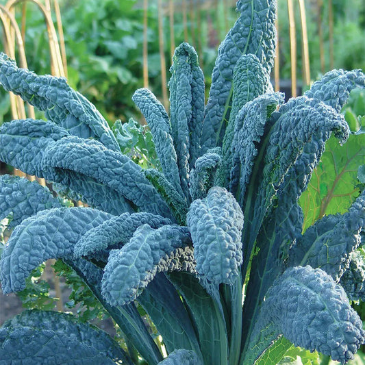 Kale, Lacinato