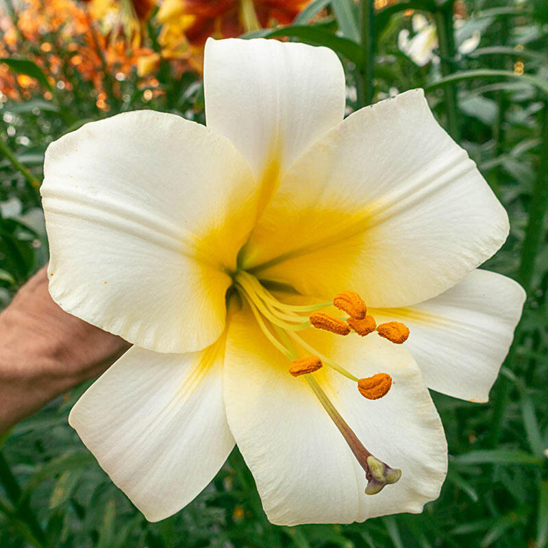 White Planet Trumpet Lily Blooms Species Growing Bonsai Bulbs Roots Rhizomes Corms Tubers Potted Planting Reblooming Fragrant Garden Flower Seeds Plant