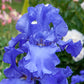 Sugar Blues Reblooming Bearded Iris Temple Bells Japanese Iris Spectacular Flowering Blooming Sized Roots bulbsGarden Flower Seeds Plant
