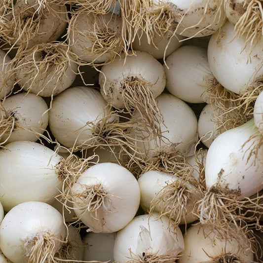 Onion Seeds Farm and Garden Vegetable Seeds Open Pollinated