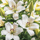Eyeliner Lily Blooms Species Growing Bonsai Bulbs Roots Rhizomes Corms Tubers Potted Planting Reblooming Fragrant Garden Flower Seeds Plant