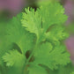 Cilantro, Calypso