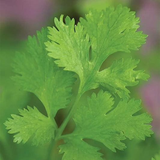 Cilantro, Calypso