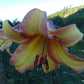 Rising Moon Trumpet Hybrid Lily Blooms Species Growing Bonsai Bulbs Roots Rhizomes Corms Tubers Potted Planting Reblooming Fragrant Garden Flower Seeds Plant