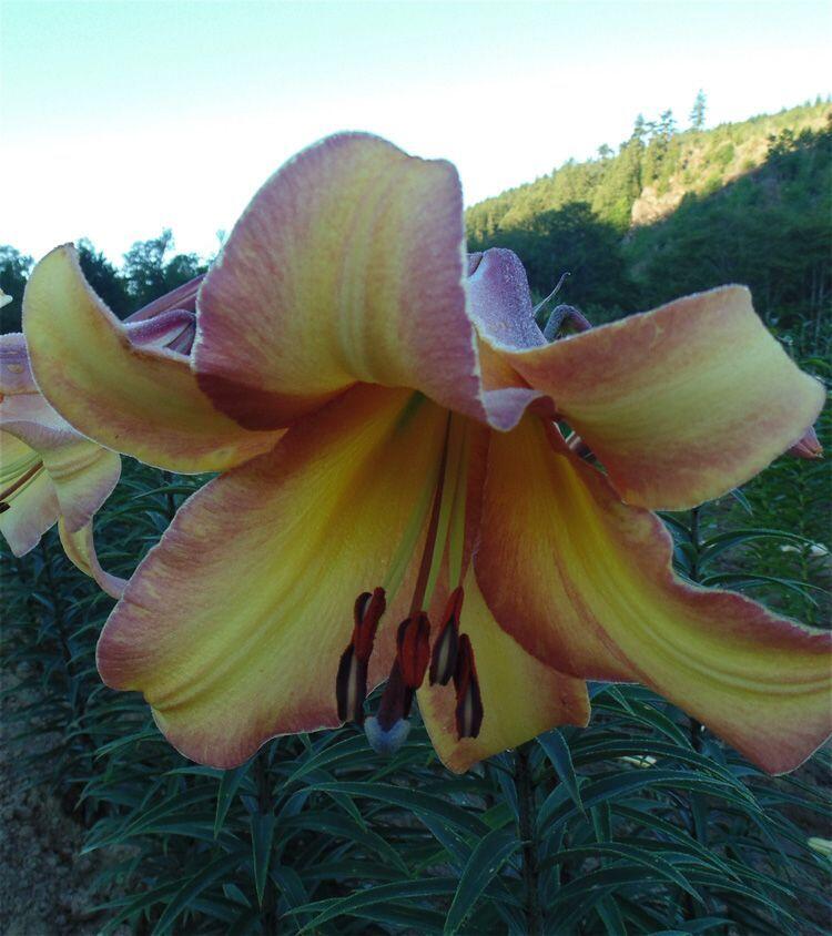 Rising Moon Trumpet Hybrid Lily Blooms Species Growing Bonsai Bulbs Roots Rhizomes Corms Tubers Potted Planting Reblooming Fragrant Garden Flower Seeds Plant