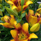 Sweet Valley Easter Asiatic Lily Blooms Species Growing Bonsai Bulbs Roots Rhizomes Corms Tubers Potted Planting Reblooming Fragrant Garden Flower Seeds Plant