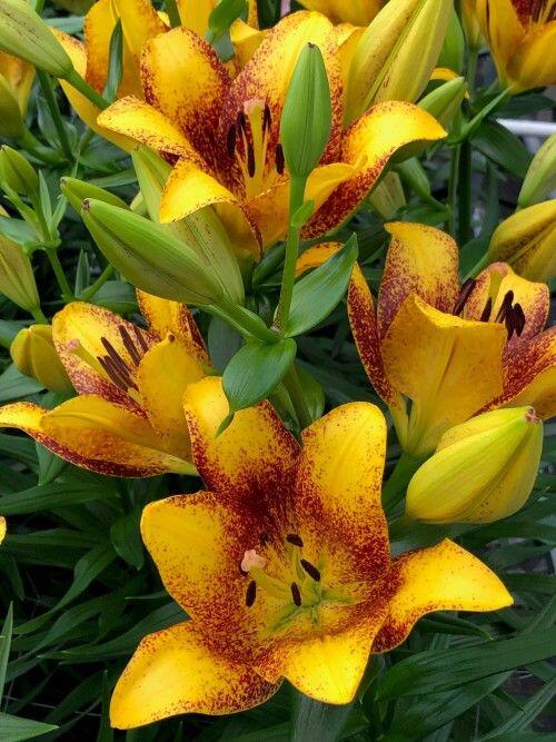 Sweet Valley Easter Asiatic Lily Blooms Species Growing Bonsai Bulbs Roots Rhizomes Corms Tubers Potted Planting Reblooming Fragrant Garden Flower Seeds Plant
