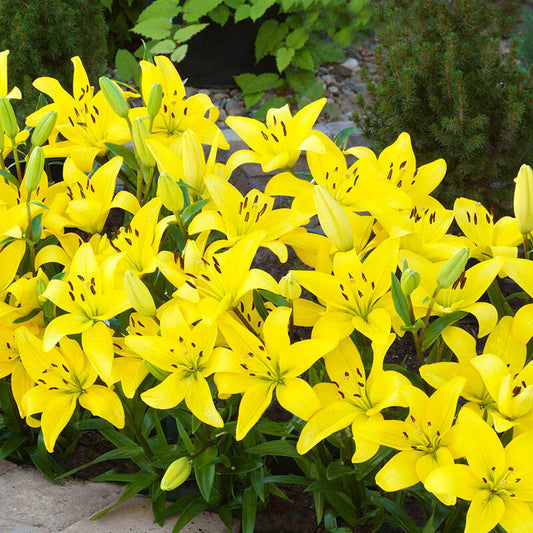 Yellow Carpet Border Lily Blooms Species Growing Bonsai Bulbs Roots Rhizomes Corms Tubers Potted Planting Reblooming Fragrant Garden Flower Seeds Plant