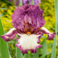 Autumn Encore Reblooming Bearded Iris Species Growing Bonsai Bulbs Roots Rhizomes Corms Tubers Potted Planting Reblooming Fragrant Garden Flower Seeds Plant