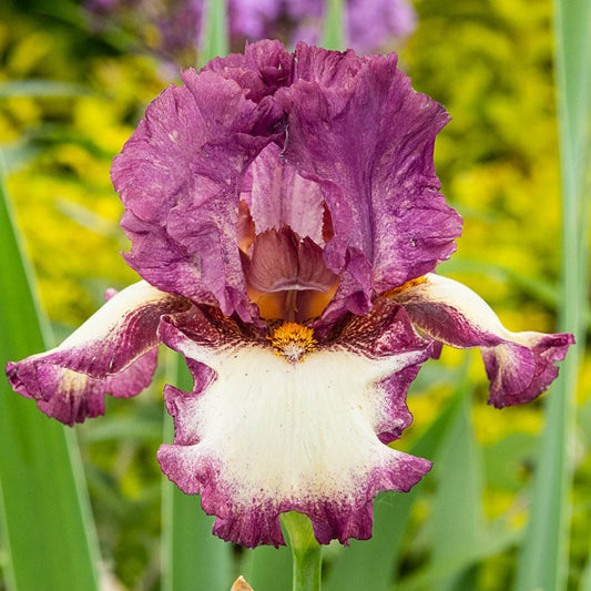 Autumn Encore Reblooming Bearded Iris Species Growing Bonsai Bulbs Roots Rhizomes Corms Tubers Potted Planting Reblooming Fragrant Garden Flower Seeds Plant