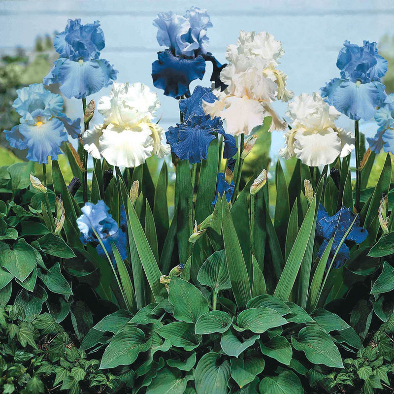 Blue Bearded Iris Mixture Species Growing Bonsai Bulbs Roots Rhizomes Corms Tubers Potted Planting Reblooming Fragrant Garden Flower Seeds Plant