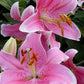 Sorbonne Oriental Hybrid Lily Blooms Species Growing Bonsai Bulbs Roots Rhizomes Corms Tubers Potted Planting Reblooming Fragrant Garden Flower Seeds Plant