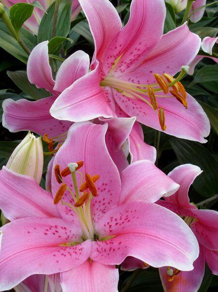 Sorbonne Oriental Hybrid Lily Blooms Species Growing Bonsai Bulbs Roots Rhizomes Corms Tubers Potted Planting Reblooming Fragrant Garden Flower Seeds Plant