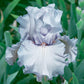 Silverado Bearded Iris Species Growing Bonsai Bulbs Roots Rhizomes Corms Tubers Potted Planting Reblooming Fragrant Garden Flower Seeds Plant