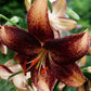 Chocolate Event Asiatic Hybrid Lily Blooms Species Growing Bonsai Bulbs Roots Rhizomes Corms Tubers Potted Planting Reblooming Fragrant Garden Flower Seeds Plant