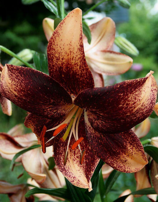 Chocolate Event Asiatic Hybrid Lily Blooms Species Growing Bonsai Bulbs Roots Rhizomes Corms Tubers Potted Planting Reblooming Fragrant Garden Flower Seeds Plant