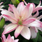 Bentley Easter Asiatic Hybrid Lily Blooms Species Growing Bonsai Bulbs Roots Rhizomes Corms Tubers Potted Planting Reblooming Fragrant Garden Flower Seeds Plant