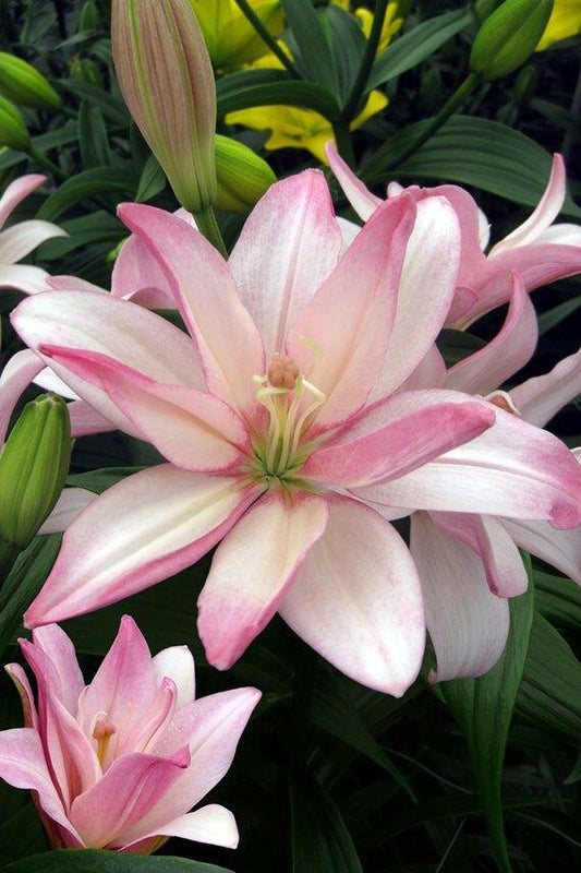 Bentley Easter Asiatic Hybrid Lily Blooms Species Growing Bonsai Bulbs Roots Rhizomes Corms Tubers Potted Planting Reblooming Fragrant Garden Flower Seeds Plant