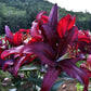 Firebolt Oriental Hybrid Lily Blooms Species Growing Bonsai Bulbs Roots Rhizomes Corms Tubers Potted Planting Reblooming Fragrant Garden Flower Seeds Plant